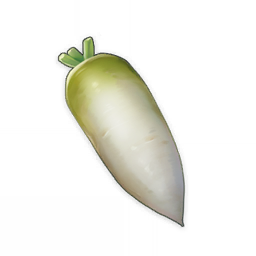 Radish
