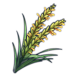Rice Plant Panicle