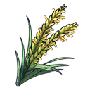 Rice Plant Panicle